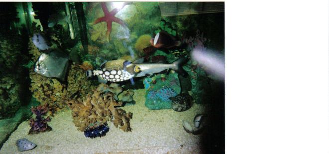 120 gallons saltwater fish tank (mostly fish, little/no live coral) - My 120
See "Fish Kept" and the ones in brackets are currently owned. 

[#1]