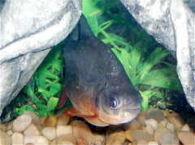 freshwater fish - colossoma brachypomus - red bellied pacu stocking in 125 gallons tank - "Gnash" The Red Bellied Pacu