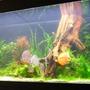 70 gallons planted tank (mostly live plants and fish) - 3 month old setup