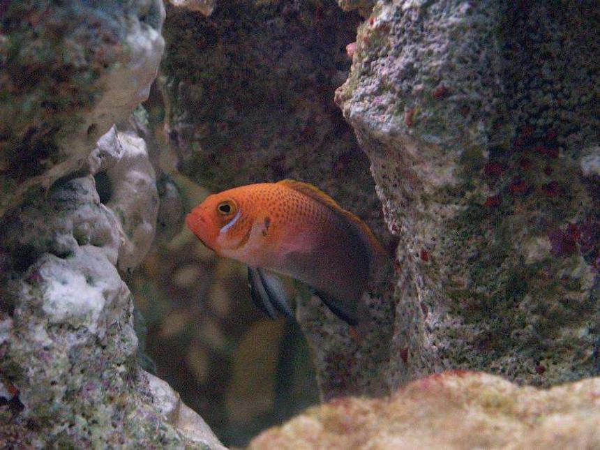 Rated #67: Saltwater Fish - Cirrhilabrus Solorensis - Red Head Solon Fairy Wrasse Stocking In 140 Gallons Tank - dont know the name of this fish but looks cool.