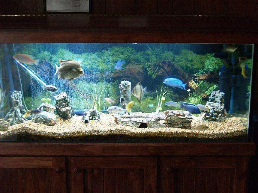 Rated #163: 140 Gallons Freshwater Fish Tank - 540l / 140g 5ft x 2ft x 2ft cichlids akvastabil 4Ft Double t5 54Watt tubes(one white one blue), Fx5 filter, 1 X 300W heaters. too many fish, 2 x blue dolphins, red rubin peacock, sunsine peacock, 3 x Electric Yellows, 2 x mono sebaes, red scat(mega plant eater), 2 x rustys, 2 red forest jewel, 2 x sucker fish, 2 x dragon blood peacocks, jaycob, 2 x guromi, 2 x Kenyi, about 10 more fish.