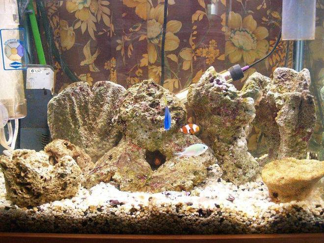 140 gallons saltwater fish tank (mostly fish, little/no live coral) - 2ftx1.5ftx1.5ft tank, protenskimmer, filter, 20w 2ft light. blue tane, clown fish, 2 others