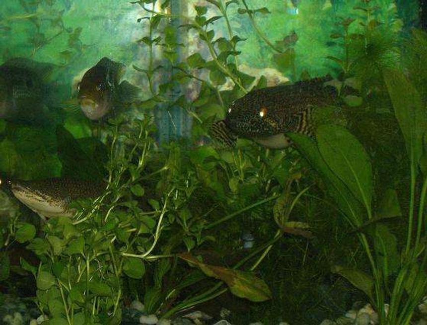 Rated #2054: Freshwater Fish - Nandopsis Octofasciatum - Jack Dempsey Stocking In 75 Gallons Tank - bichers and a jack dempsey