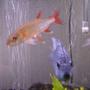 freshwater fish - acestrorhynchus falcatus - red tail barracuda stocking in 75 gallons tank - baraccuda, and a cichlid mix with severum