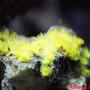 corals inverts - undescribed zoanthid - colony polyp, yellow stocking in 77 gallons tank - Yellow polyps (Parazoanthus sp.)