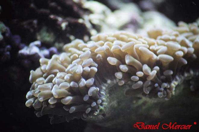 corals inverts - euphyllia paranchora - hammer / anchor coral, branching stocking in 77 gallons tank - Hammer coral (Euphylia ancora)