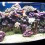72 gallons reef tank (mostly live coral and fish) - Front view, close up setting, no flash