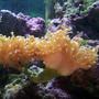 corals inverts - euphyllia paradivisa - frogspawn coral stocking in 72 gallons tank - Frogspawn
