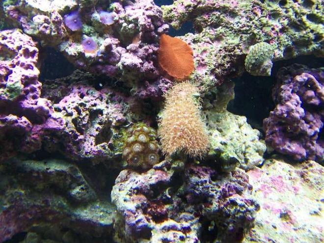 corals inverts - zoanthus sp. - colony polyp stocking in 72 gallons tank - Green Polyps, small Star Polyps, and various mushrooms