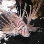 saltwater fish - pterois volitans - volitan lionfish stocking in 55 gallons tank - MR. LIONFISH