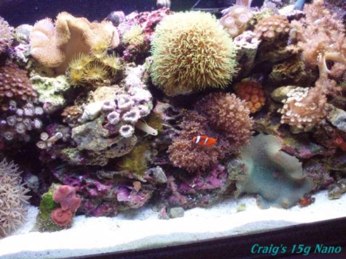 15 gallons reef tank (mostly live coral and fish) - My little slice of heaven