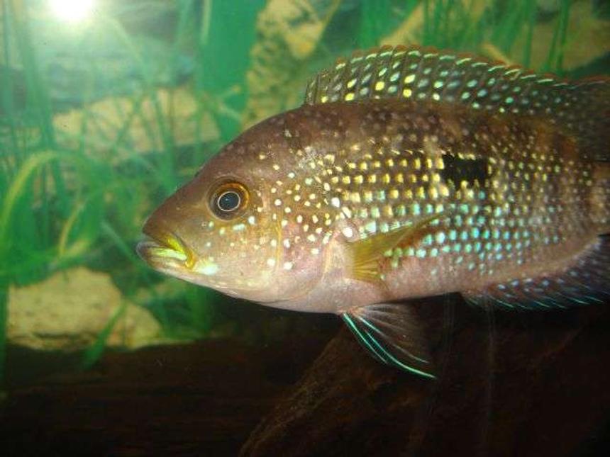 Rated #1624: Freshwater Fish - Aequidens Rivulatus - Green Terror Stocking In 55 Gallons Tank - jack dempsey