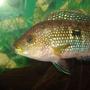 freshwater fish - aequidens rivulatus - green terror stocking in 55 gallons tank - jack dempsey