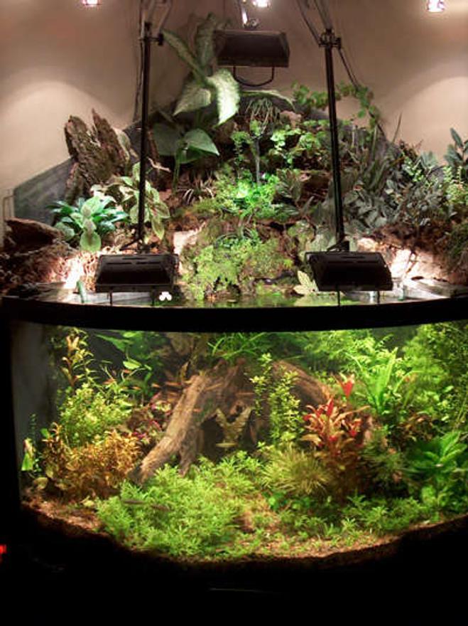 92 gallons planted tank (mostly live plants and fish) - Tropical Rain Forest