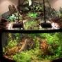 92 gallons planted tank (mostly live plants and fish) - Tropical Rain Forest