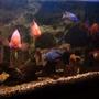 120 gallons freshwater fish tank (mostly fish and non-living decorations) - Tank Placid