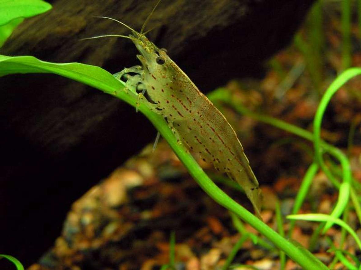 corals inverts - caridina japonica - amano shrimp stocking in 20 gallons tank - Amano Shrimp