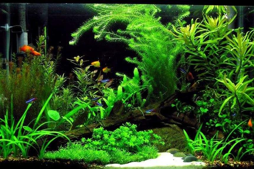 Rated #28: 20 Gallons Planted Tank - Underwater Escape...