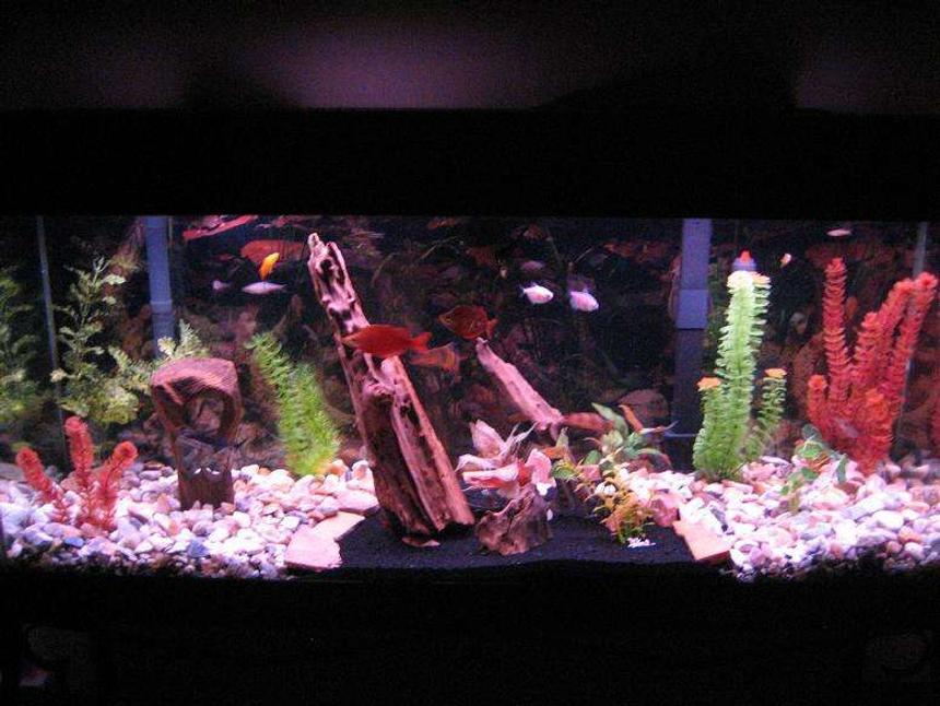 Rated #393: 55 Gallons Freshwater Fish Tank - 55