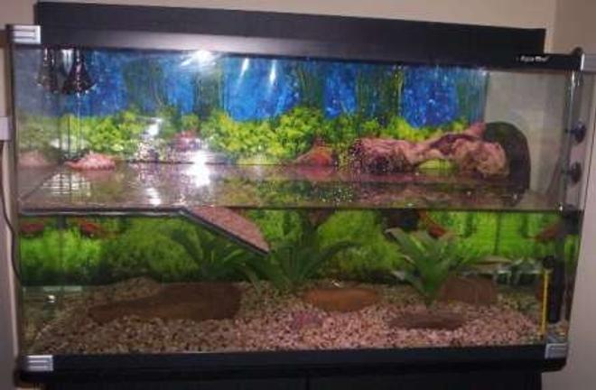 24 gallons freshwater fish tank (mostly fish and non-living decorations) - My turtle tank