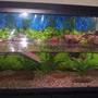24 gallons freshwater fish tank (mostly fish and non-living decorations) - My turtle tank