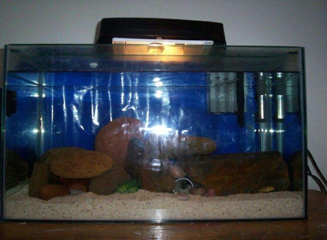 freshwater fish tank (mostly fish and non-living decorations) - 1 of my tanks