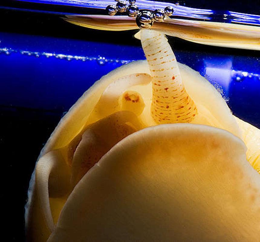 Rated #7: Corals Inverts - Pomacea Canaliculata - Apple Snail Stocking In 56 Gallons Tank - Apple Snail Going for a breath of Air