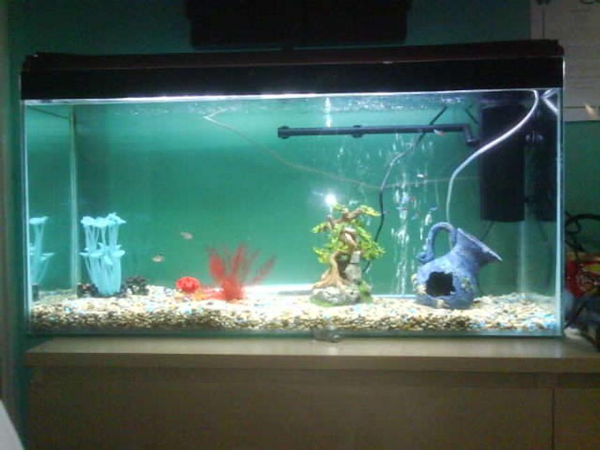 Rated #580: 65 Gallons Freshwater Fish Tank - 2 Weeks Old 11/3/07 
All Glass