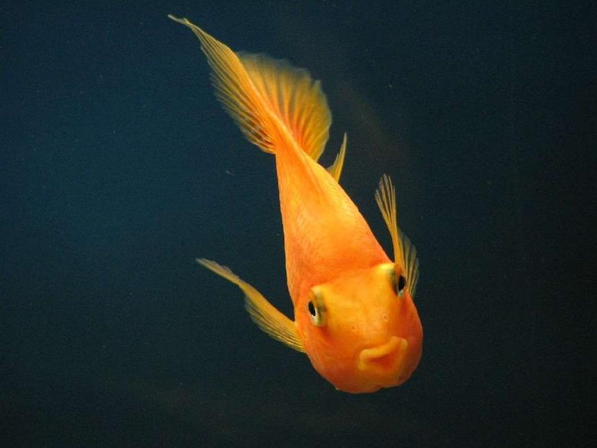 Rated #1424: Freshwater Fish - Heros Severus X Amphilophus Citrinellum - Blood Parrot Stocking In 120 Gallons Tank - One year and a half year old parrot