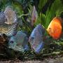 freshwater fish - symphysodon spp. - snakeskin discus stocking in 180 gallons tank - The extended Discuss family in their 150 Gallon Home