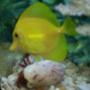 saltwater fish - zebrasoma flavescens - yellow tang - hawaii stocking in 55 gallons tank - hermit crab trying to get my yellow tang