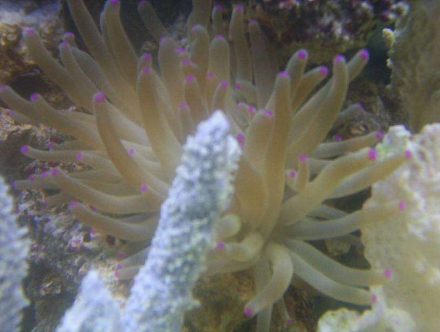 Rated #75: Corals Inverts - Condylactis Sp. - Haitian Reef Anemone Stocking In 55 Gallons Tank - my anemone