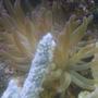 corals inverts - condylactis sp. - haitian reef anemone stocking in 55 gallons tank - my anemone
