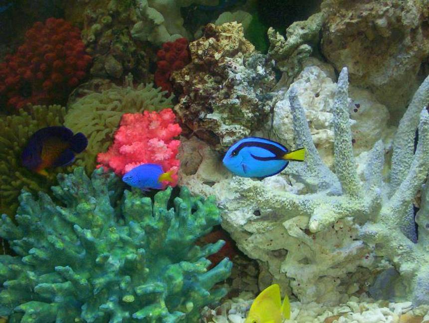 Rated #25: Saltwater Fish - Paracanthurus Hepatus - Blue Tang Stocking In 55 Gallons Tank - some of my fish