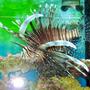 saltwater fish - pterois volitans - volitan lionfish stocking in 155 gallons tank - Lionfish