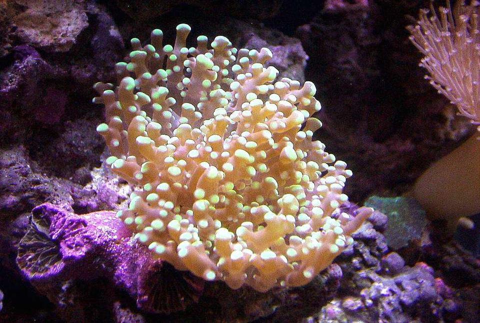 corals inverts - euphyllia paradivisa - frogspawn coral stocking in 20 gallons tank - TRUE GRAPE CORAL IN THIS 20XH REEF