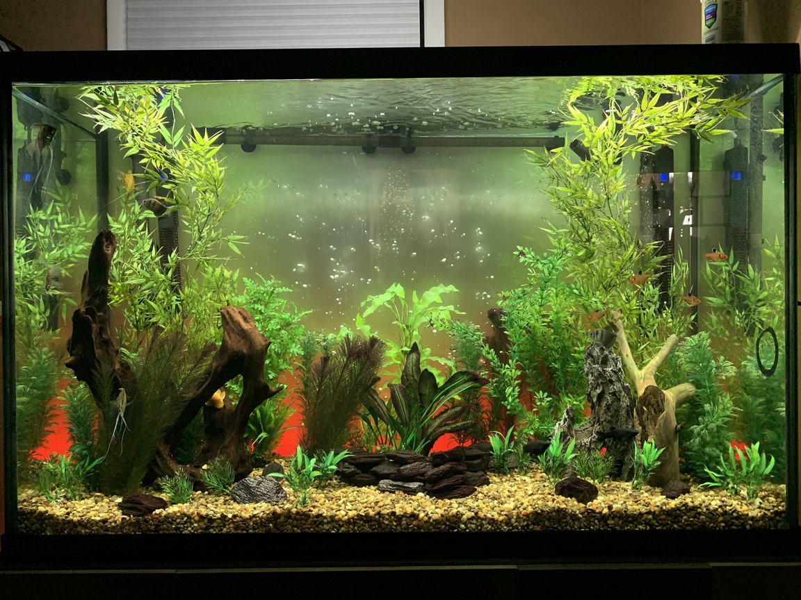 fish tank picture - More tank photos