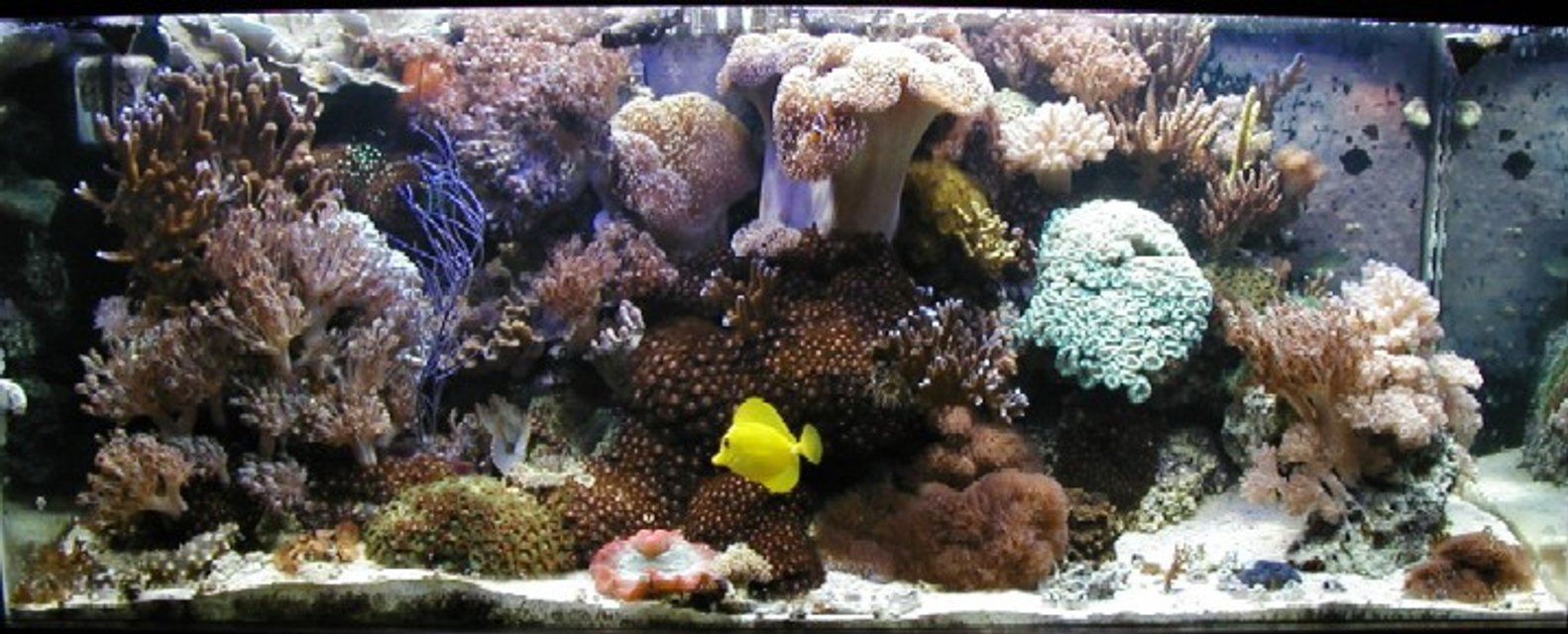 Rated #20: Fish Tank Picture - 80g Reef with center overflow and Eco-system filtration, 2-250w Iwasaki MH and 2-110w VHO Actinic. Auto topoff