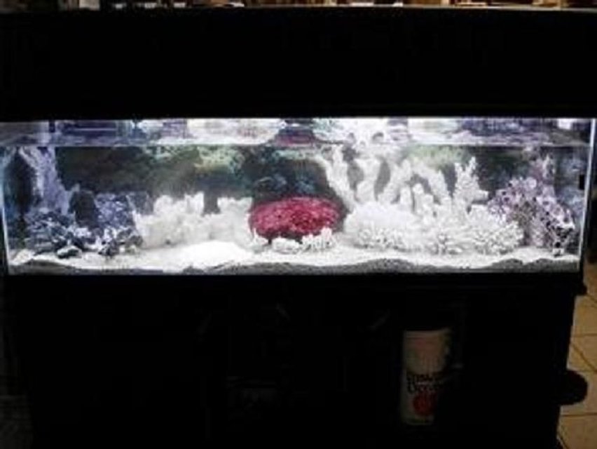 Rated #44: Fish Tank Picture - the 125