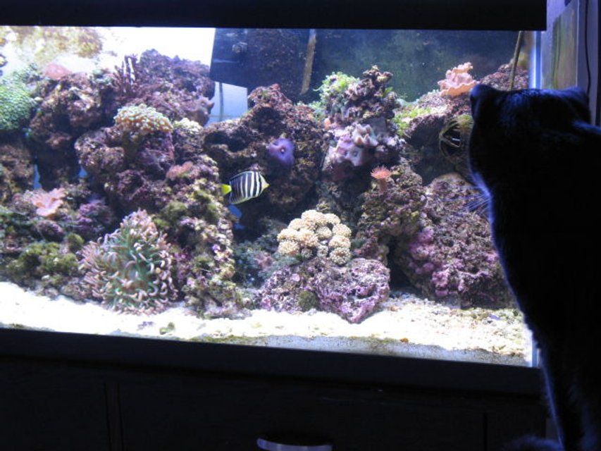Rated #40: Fish Tank Picture - the cat loves to sit and check it out