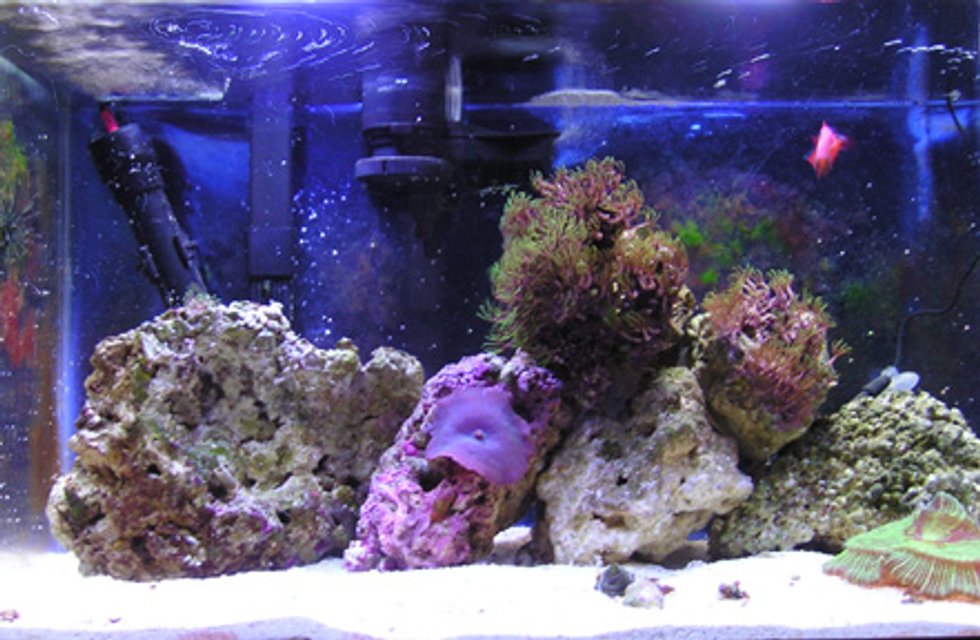 Rated #46: Fish Tank Picture - Sept 15, 2005
7 months maturity

The blurry orange blob is my clownfish.