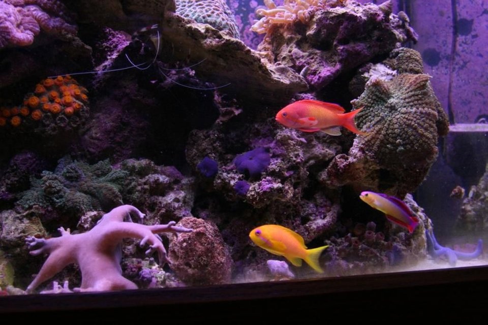 Rated #26: Fish Tank Picture - 90 gallon reef tank