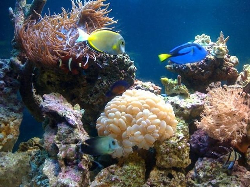 Rated #16: Fish Tank Picture - 110 in-wall Reef tank