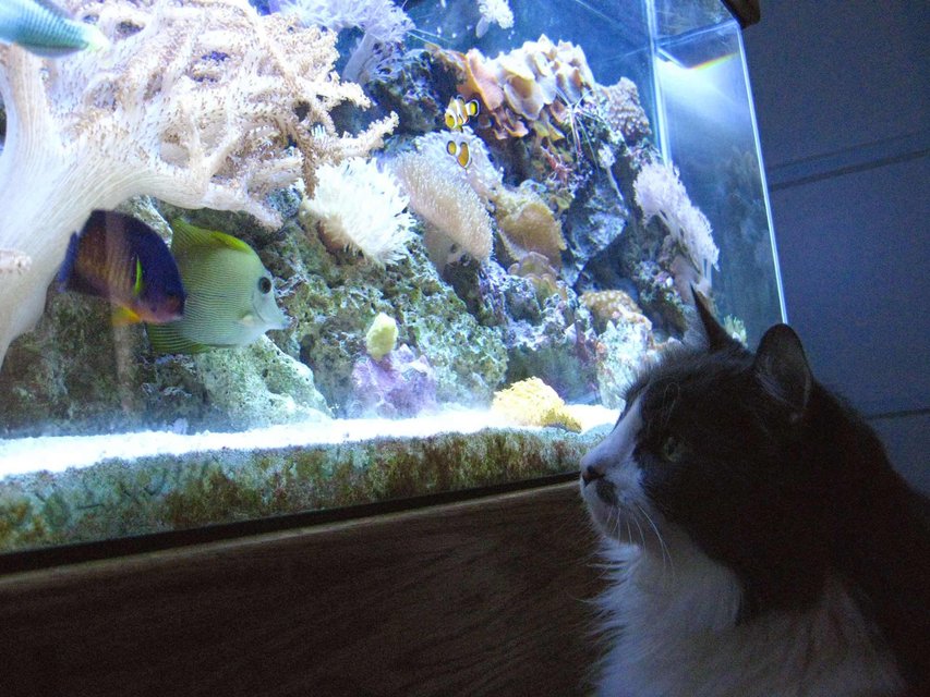 Rated #24: Fish Tank Picture - Muffin watching the tank