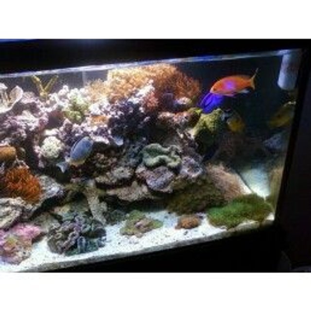 Rated #14: Fish Tank Picture - rght side of tank