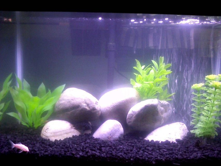 Rated #58: Fish Tank Picture - 10 gallon Convict tank