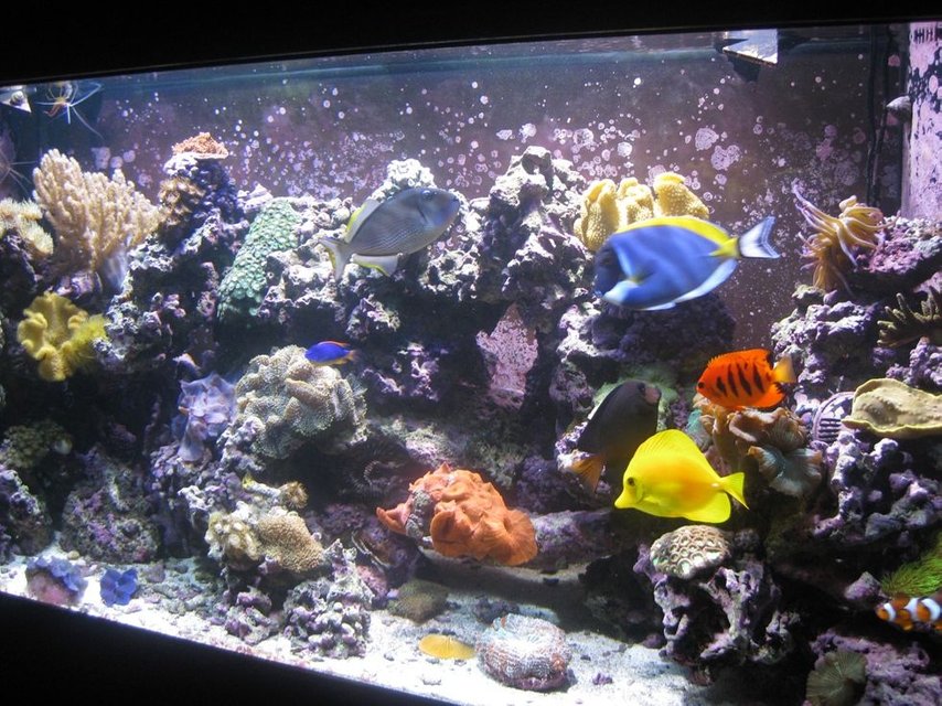 Rated #21: Fish Tank Picture - Fish shot, Rose Tip Anenome