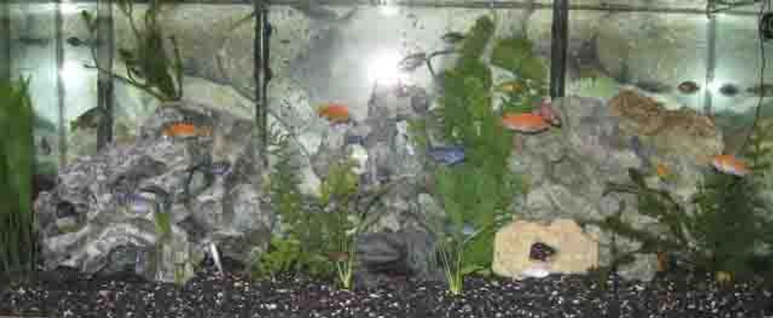 Rated #56: Fish Tank Picture - my tank