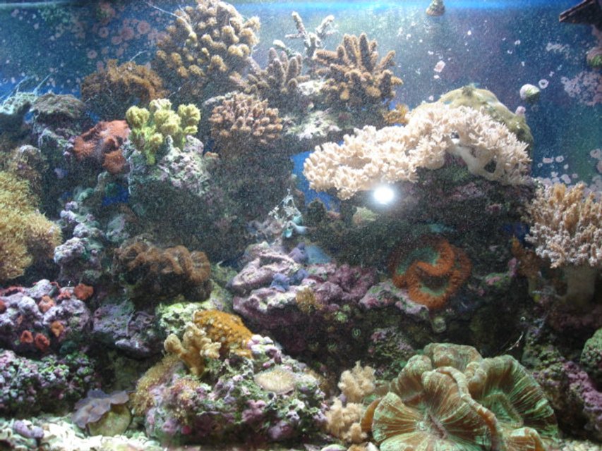 Rated #23: Fish Tank Picture - newer pics