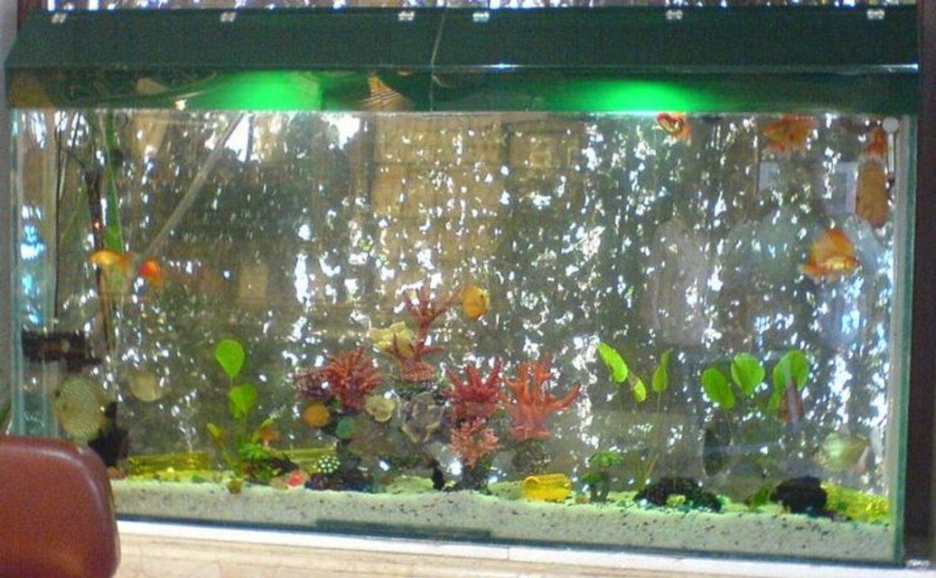 Rated #60: Fish Tank Picture - 6x3x1 feet